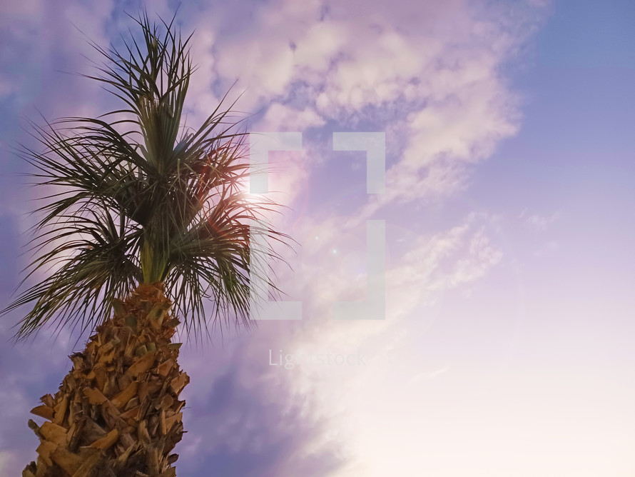 Palm tree on cloudy sky