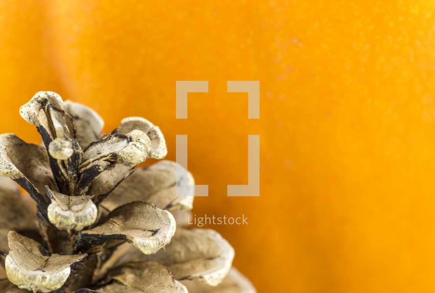 orange pumpkin and pine cone 