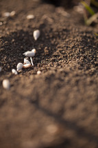 seeds on the ground