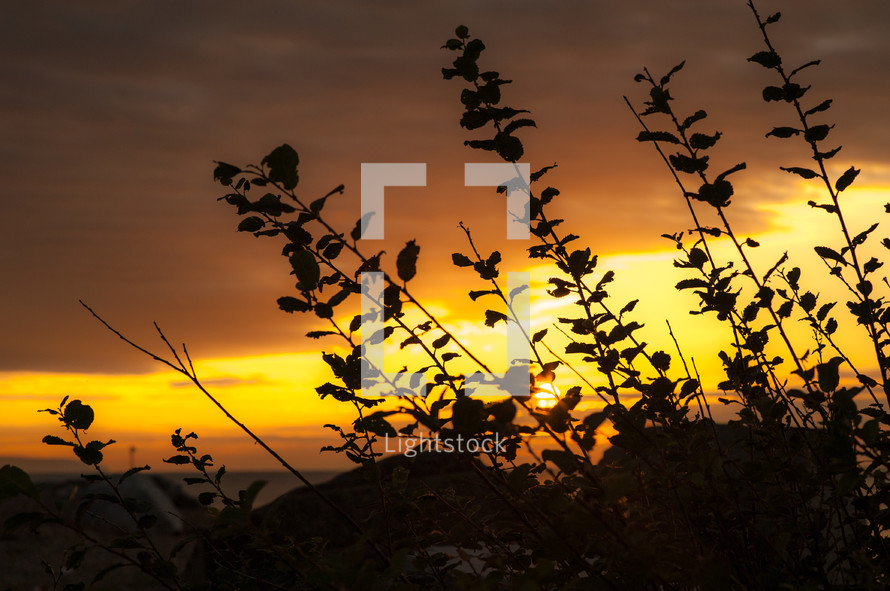 silhouette of leaves on a bush at sunset 