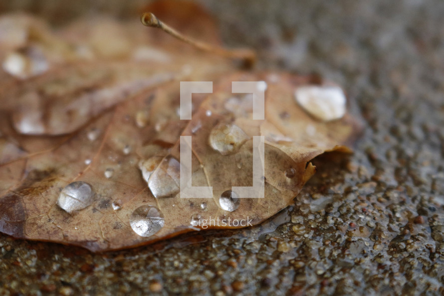 water droplets on a brown leaf 