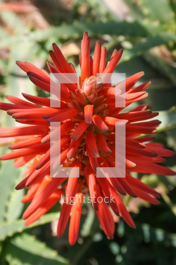 Red Aloe Vera bloom