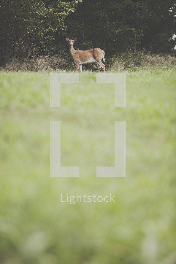 deer in a field