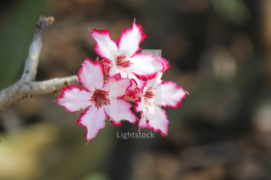 pink and white flowers on a branch 