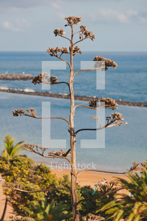 tree on a beach in Teneriffa 