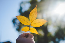 holding up a fall leaf 