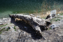 fallen tree on a lake shore 