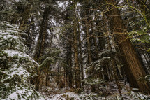 Snowfall on a forest of lofty trees.