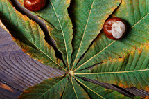 nuts on a leaf 