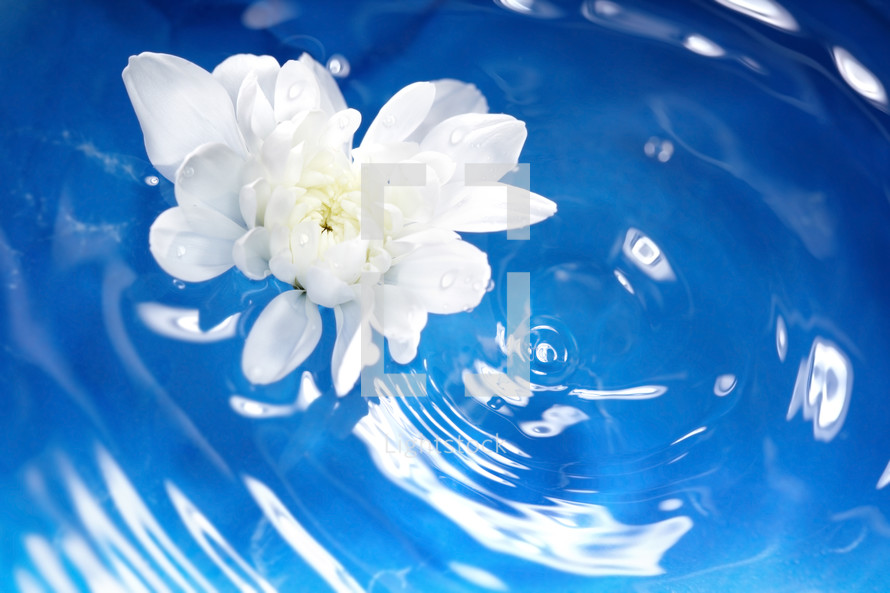 white flower floating on water 