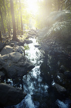 a creek in a jungle 