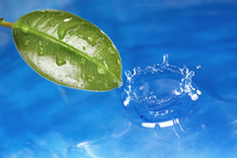 green leaf and water droplet splash 