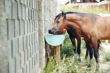 horses feeding in a trough 
