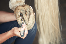 cleaning a horse hoof with a hoof pick 