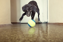 a dog chasing a ball 