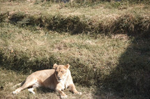 resting lioness 