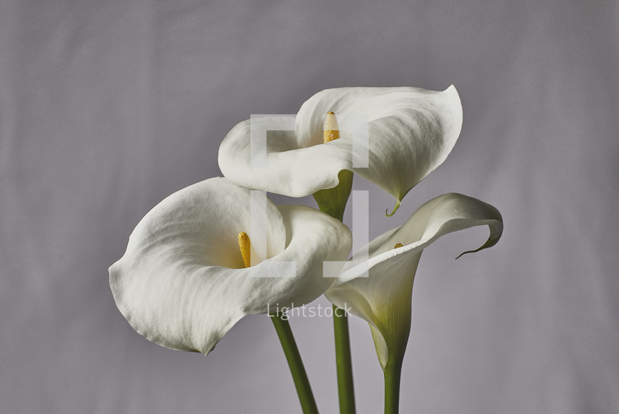 white Calla lily, Easter Lily 