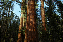 tall trees in a forest in Yosemite 