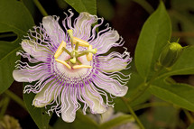 unique purple flower 