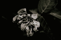 dying flower