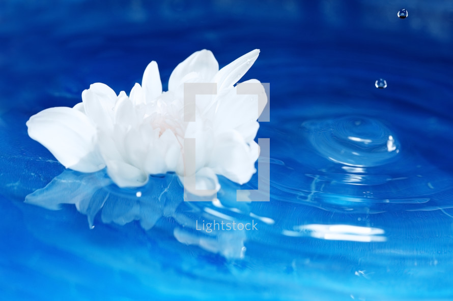 flower floating on water and a splash 