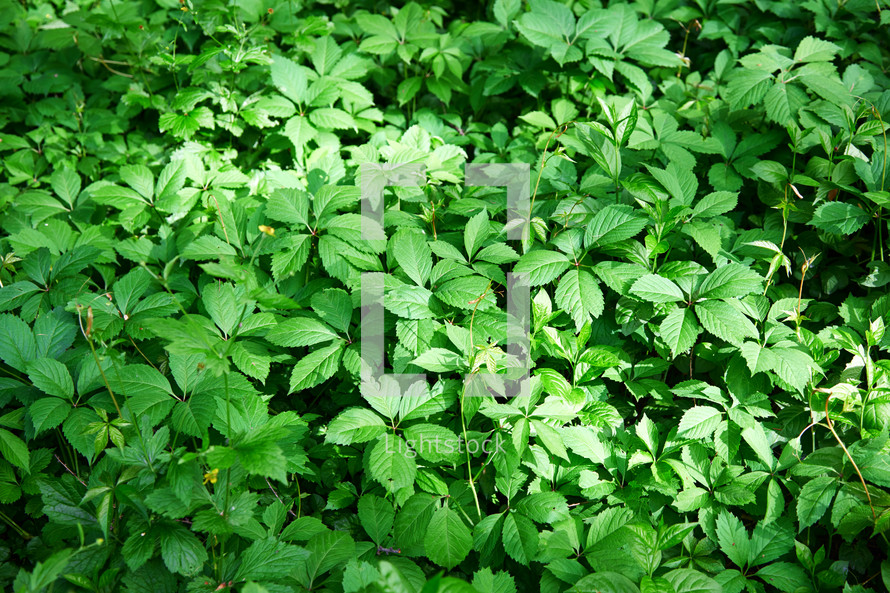 Full frame shot of the green plant leaves