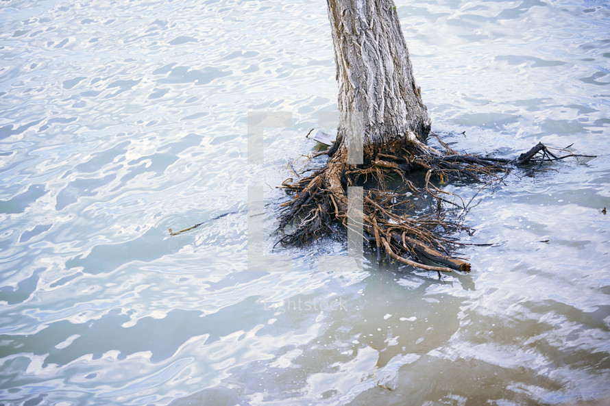 Dead tree in water during flood