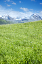 meadow of green grasses and snow capped mountain 