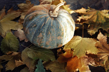 pumpkin on fall leaves 