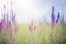 lavender flowers in a field 