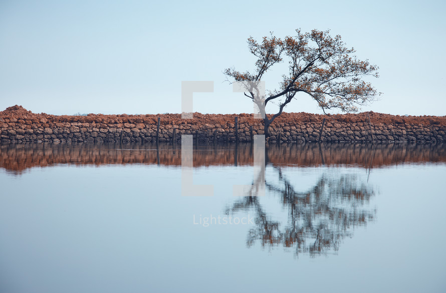 reflection of a bare tree on pond water 