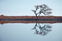 reflection of a bare tree on pond water 