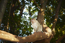 a monkey in a tree 