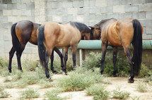 horses feeding from a trough 