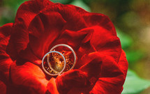 wedding rings in the center of a red rose flower 
