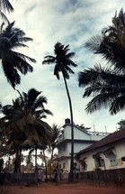 palm trees in a tropical village 