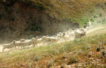 running sheep 