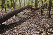 Dead fallen tree trunk in the forest