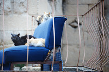 Three undomesticated cats on a blue abandoned arm-chair. Mexico