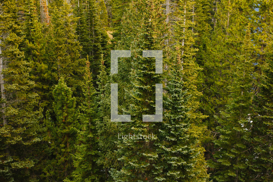 evergreen forest 