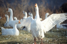 white geese 