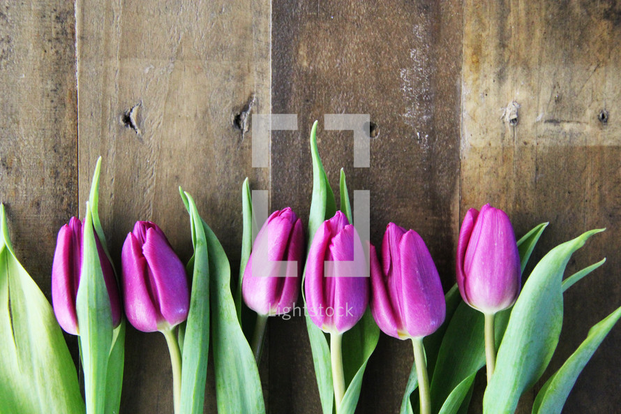 A row of purple tulips laying on a wooden surface.