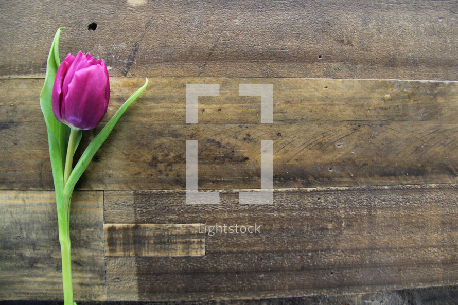 A single purple tulip laying on a wooden surface.