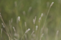 tall grasses closeup 