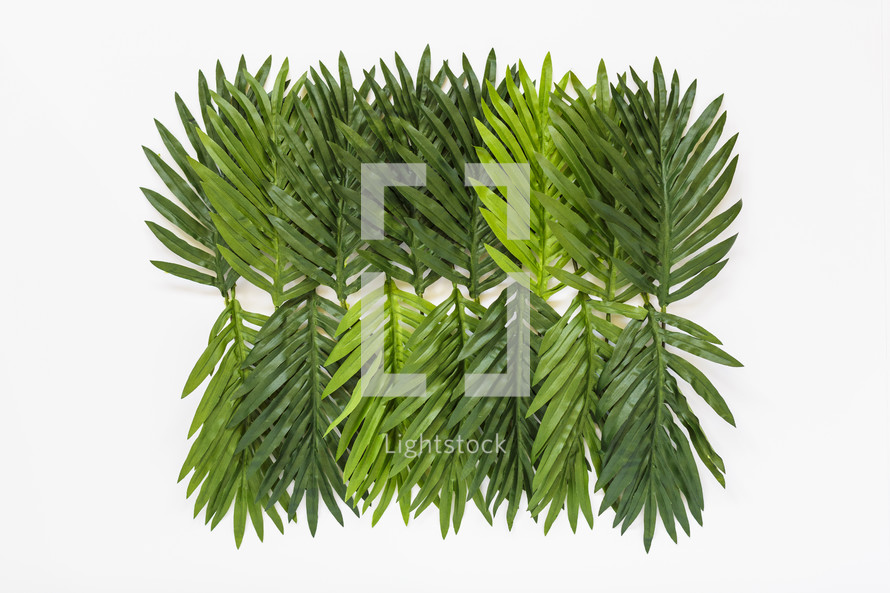 green palm leaves 