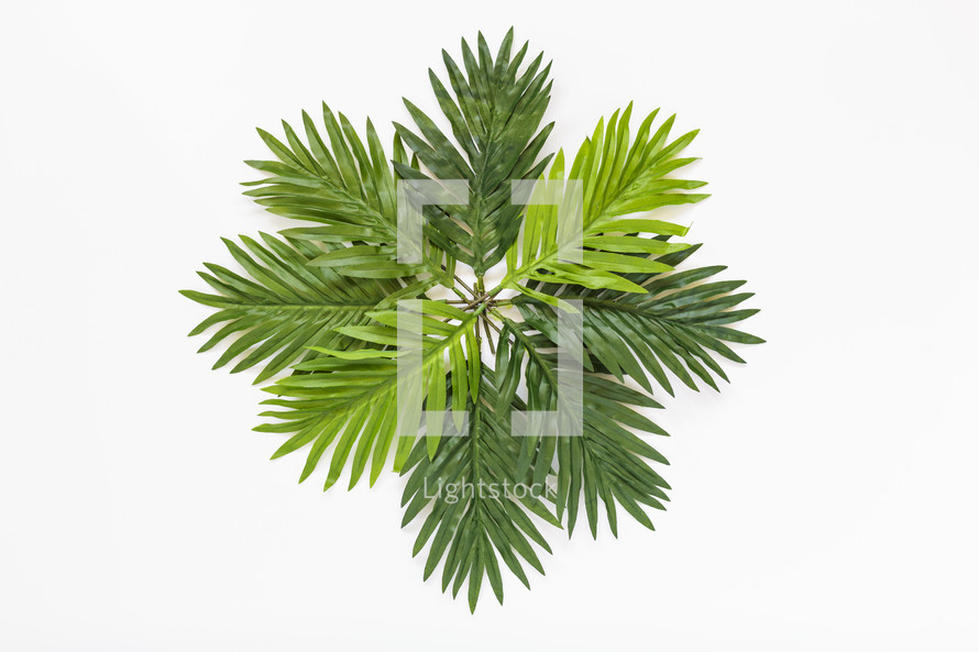 palm leaves 