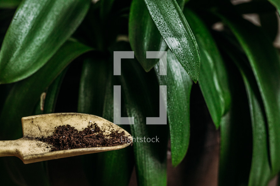 trowel with potting soil and houseplant 