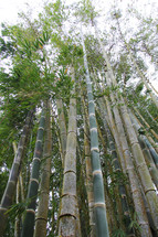 bamboo forest 