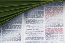 Palm Frond on scripture