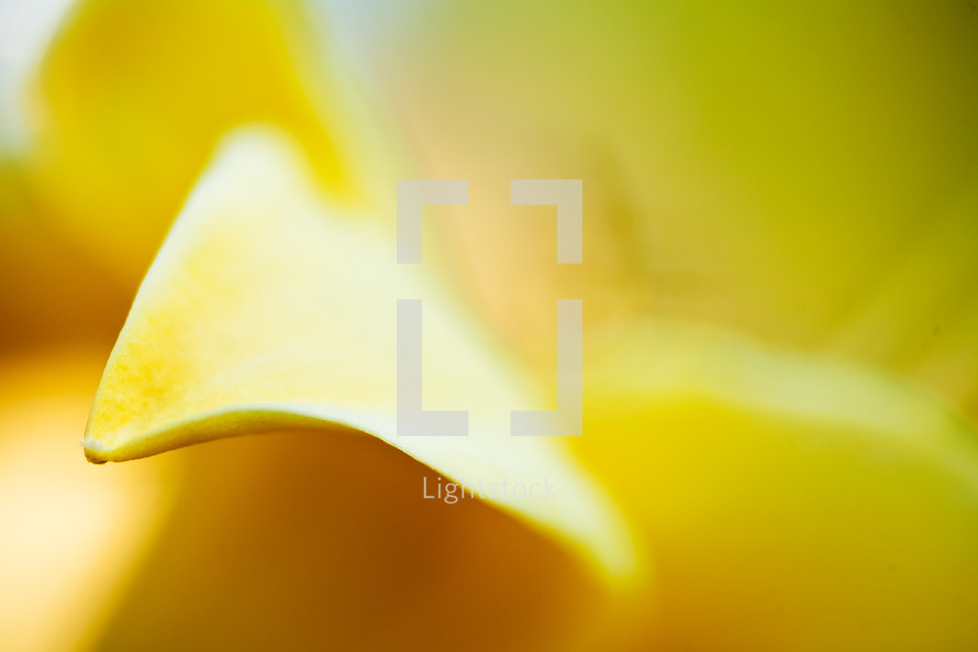 yellow petal 
